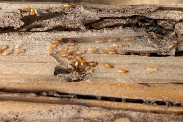 Best Affordable Pest Control Services  in Hagerman, ID